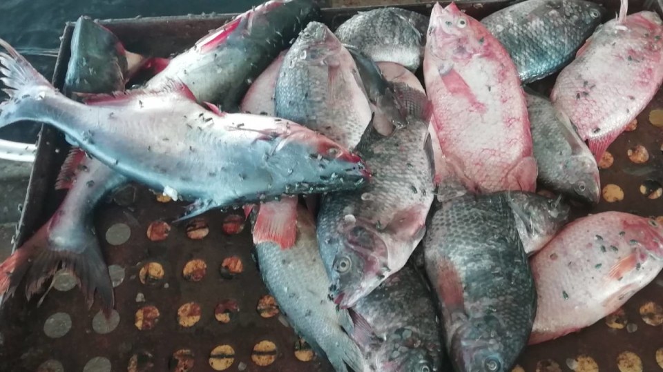 I takto vypadá nabídka na typické asijské tržnici